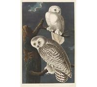 ARTXLXXBN Famous Art Print Poster Vintage Wall Art Snowy Owl by John Jamess Audubon Canvas Art Poster for Home Decor 60x90cm