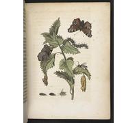 ARTXLXXBN Famous Art Print Poster Vintage Wall Art the Caterpillar's Wonderful Transformation and Strange Flower Food by Maria Si Canvas Art Poster for Home Decor 60x90cm