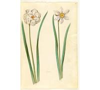 ARTXLXXBN Famous Art Print Poster Vintage Wall Art the Narcissus by Hans Simon Holtzbecker Canvas Art Poster for Home Decor 60x90cm