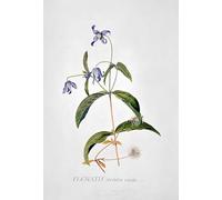 ARTXLXXBN Famous Painting Art Wall Decor Abstract Art Picture Clematis Integrafolia by Georg Dionysius Ehret Animal Pictures for Home Decor 60x90cm