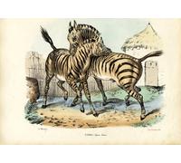 ARTXLXXBN Famous Painting Art Wall Decor Abstract Art Picture Lyon Playfair Scottish Chemist Politician and Administrator by Carlo Pellegrini Animal Pictures for Home Decor 60x90cm