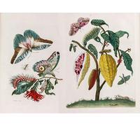 ARTXLXXBN Famous Painting Art Wall Decor Abstract Art Picture Metamorphosis Insectorum Surinamensium by Maria Si Animal Pictures for Home Decor 60x90cm