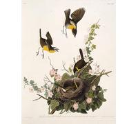 ARTXLXXBN Famous Painting Art Wall Decor Abstract Art Picture the Yellow Breasted Chat From the Birds of America by John Jame Audubon Animal Pictures for Home Decor 60x90cm