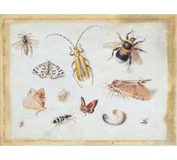 ARTXLXXBN Famous Painting Canvas Artwork Graffiti Print a Study Other Insects by Jan Van Kessel the Elder Portrait Canvas Image for Home Decor 60x90cm