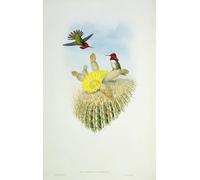 ARTXLXXBN Famous Painting Canvas Artwork Graffiti Print Animal Bird Humming Bird Engraved by John Gould Portrait Canvas Image for Home Decor 60x90cm