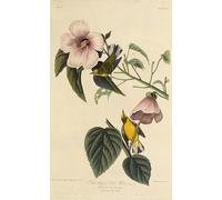 ARTXLXXBN Famous Painting Canvas Artwork Graffiti Print Blue Winged Yellow Warbler From the Birds of America by John Jame Audubon Portrait Canvas Image for Home Decor 60x90cm