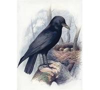 ARTXLXXBN Famous Painting Canvas Artwork Graffiti Print Carrion-crow Corvus Corone by George Rankin Portrait Canvas Image for Home Decor 60x90cm