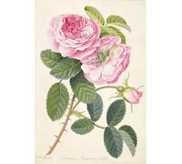 ARTXLXXBN Famous Painting Canvas Artwork Graffiti Print Common Provence Rose by Georg Dionysius Ehret Portrait Canvas Image for Home Decor 60x90cm