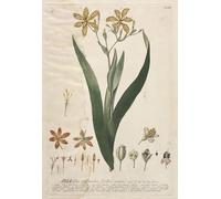 ARTXLXXBN Famous Painting Canvas Artwork Graffiti Print Plantae Selectae No Ixia by Georg Dionysius Ehret Portrait Canvas Image for Home Decor 60x90cm