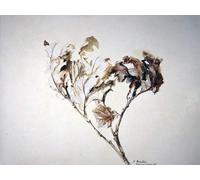 ARTXLXXBN Famous Painting Canvas Artwork Graffiti Print Study of Oak Leaves by John Ruskin Portrait Canvas Image for Home Decor 60x90cm