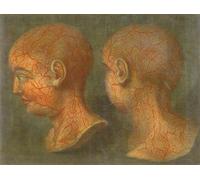 ARTXLXXBN Famous Painting Canvas Artwork Graffiti Print Superficial Blood Vessels of the Head and Neck by Jacques Fabien Gautier D'agoty Portrait Canvas Image for Home Decor 60x90cm