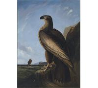 ARTXLXXBN Famous Painting Canvas Artwork Graffiti Print Washington SeaBirdby John Jame Audubon Portrait Canvas Image for Home Decor 60x90cm