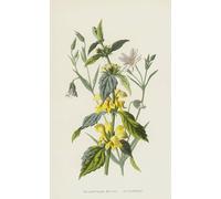 ARTXLXXBN Famous Painting Canvas Artwork Graffiti Print Yellow Dead Nettle Stitchwort by Frederick Edward Hulme Portrait Canvas Image for Home Decor 60x90cm