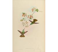 ARTXLXXBN Famous Print Painting Colorful Art Print Animal Bird Amazilia Ocai Amazilia Cyanocephala X Amazilia Beryllina by John Gould Canvas Art Decorations for Home Decor 60x90cm