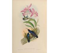 ARTXLXXBN Famous Print Painting Colorful Art Print Animal Bird Campylopterus Delattrei Campylopterus Hemileucurus Hemileucurus by John Gould Canvas Art Decorations for Home Decor 60x90cm