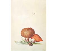 ARTXLXXBN Famous Print Painting Colorful Art Print Cep with Damsel Dragonfly by Georg Dionysius Ehret Canvas Art Decorations for Home Decor 60x90cm