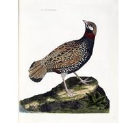 ARTXLXXBN Famous Print Painting Colorful Art Print Francolin Illustration in the History of the Birds by Francois Nicolas Maritinet Canvas Art Decorations for Home Decor 60x90cm