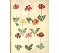 ARTXLXXBN Famous Print Painting Colorful Art Print Primula Pubescens by Hans Simon Holtzbecker Canvas Art Decorations for Home Decor 60x90cm