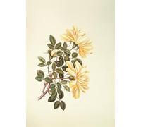 ARTXLXXBN Famous Print Painting Colorful Art Print Rose Chinese by Georg Dionysius Ehret Canvas Art Decorations for Home Decor 60x90cm