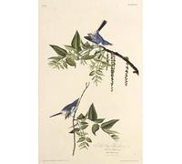 ARTXLXXBN Famous Print Painting Colorful Art Print the Blue gray Gnatcatcher From the Birds of America by John Jamess Audubon Canvas Art Decorations for Home Decor 60x90cm