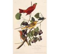 ARTXLXXBN Famous Print Painting Colorful Art Print the Summer Red Bird From the Birds of America by John Jamess Audubon Canvas Art Decorations for Home Decor 60x90cm