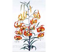 ARTXLXXBN Famous Print Painting Colorful Art Print Tigerlily by Georg Dionysius Ehret Canvas Art Decorations for Home Decor 60x90cm