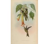 ARTXLXXBN Famous Prints Artwork Pictures Poster Painting Art Animal Bird Docimastes Ensiferus Ensifera Ensifera by John Gould Artwork Landscape Pictures for Home Decor 60x90cm