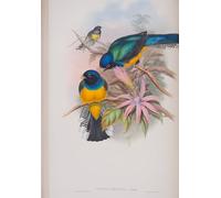 ARTXLXXBN Famous Prints Artwork Pictures Poster Painting Art Animal Bird Trogon Ramoniana Plate From the Birds of Great Britain by John Gould Artwork Landscape Pictures for Home Decor 60x90cm