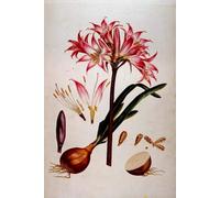 ARTXLXXBN Famous Prints Artwork Pictures Poster Painting Art Botanical Plate From `plantae Selectae by Georg Dionysius Ehret Artwork Landscape Pictures for Home Decor 60x90cm