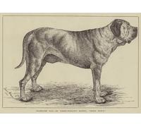 ARTXLXXBN Famous Prints Artwork Pictures Poster Painting Art Celebrated Dogs Dr Forbes-Winslow's Mastiff by Louis Wain Artwork Landscape Pictures for Home Decor 60x90cm