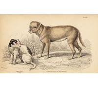 ARTXLXXBN Famous Prints Artwork Pictures Poster Painting Art Dog of the Indians or the Techichi of Mexico by William Home Lizars Artwork Landscape Pictures for Home Decor 60x90cm