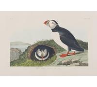 ARTXLXXBN Famous Prints Artwork Pictures Poster Painting Art Illustration From birds of America by John Jamess Audubon Artwork Landscape Pictures for Home Decor 60x90cm
