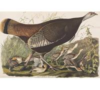 ARTXLXXBN Famous Prints Artwork Pictures Poster Painting Art Illustration From birds of America by John Jamess Audubon Artwork Landscape Pictures for Home Decor 60x90cm