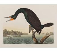 ARTXLXXBN Famous Prints Artwork Pictures Poster Painting Art Illustration From birds of America by John Jamess Audubon Artwork Landscape Pictures for Home Decor 60x90cm