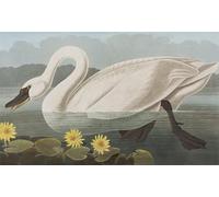 ARTXLXXBN Famous Prints Artwork Pictures Poster Painting Art Illustration From birds of America by John Jamess Audubon Artwork Landscape Pictures for Home Decor 60x90cm