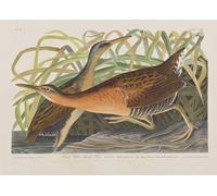 ARTXLXXBN Famous Prints Artwork Pictures Poster Painting Art Illustration From birds of America by John Jamess Audubon Artwork Landscape Pictures for Home Decor 60x90cm