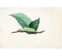 ARTXLXXBN Famous Prints Artwork Pictures Poster Painting Art Jagged Leaf Edge Caterpillar by Louis Agassiz Fuertes Artwork Landscape Pictures for Home Decor 60x90cm