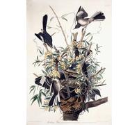 ARTXLXXBN Famous Prints Artwork Pictures Poster Painting Art Mocking Bird by John Jamess Audubon Artwork Landscape Pictures for Home Decor 60x90cm