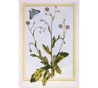 ARTXLXXBN Famous Prints Artwork Pictures Poster Painting Art the Philadelphia Erigeron by Pierre Buchoz Artwork Landscape Pictures for Home Decor 60x90cm