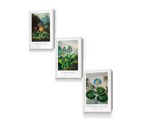 ARTZE Vintage Auricula & Lily Flowers Floral Framed Wall Art - Small in White | Size: W33 cm x H45 cm x D20mm ARTZE White W33 cm x H45 cm x D20mm