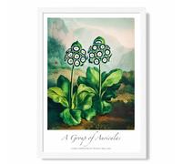 ARTZE Vintage Floral Exhibition - Auricula Flowers Framed Print SIZE: A3 with White Frame in Green ARTZE Green A3