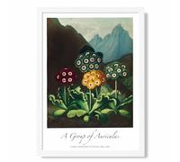 ARTZE Vintage Floral Exhibition - Colourful Auricula Flowers Framed Print SIZE: A4 with White Frame in Red ARTZE Red A4