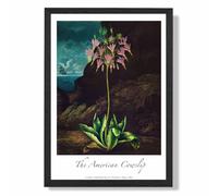 ARTZE Vintage Floral Exhibition - Cowslip Plant Framed Print SIZE: A3 with Black Frame in Pink | Size: A2 ARTZE Pink A2