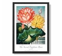ARTZE Vintage Floral Exhibition - Egyptian Bean Flower Framed Print SIZE: A4 with Black Frame in Red | Size: A3 ARTZE Red A3