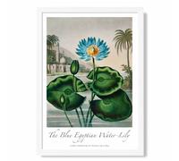 ARTZE Vintage Floral Exhibition - Egyptian Water Lily Framed Print SIZE: A2 with White Frame in Green | Size: A3 ARTZE Green A3
