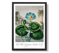 ARTZE Vintage Floral Exhibition - Egyptian Water Lily Framed Print SIZE: A3 with Black Frame in Green | Size: A2 ARTZE Green A2