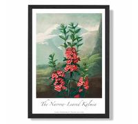 ARTZE Vintage Floral Exhibition - Kalmia Flowers Framed Print SIZE: A4 with Black Frame in Pink | Size: A2 ARTZE Pink A2
