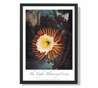 ARTZE Vintage Floral Exhibition - Night-Blooming Flower Framed Print SIZE: A3 with Black Frame in Orange | Size: A4 ARTZE Orange A4