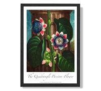 ARTZE Vintage Floral Exhibition - Quadrangle Passion flower Framed Print SIZE: A3 with Black Frame in Green | Size: A4 ARTZE Green A4