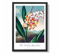 ARTZE Vintage Floral Exhibition - Renealmia Flower Framed Print SIZE: A3 with Black Frame in Red | Size: A4 ARTZE Red A4